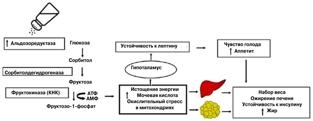 1. Солевое ожирение. Соль, потребляемая регулярно и в больших количествах, повышает осмотическое давление в плазме крови, активирует АР и приводит к синтезу фруктозы в печени и жировой ткани. Метаболизм фруктозы при участии КНК истощает запасы АТФ в клетке и приводит к образованию жирных кислот, которые накапливаются в печени. Организм теряет чувствительность к лептину, больше ест, накапливает жиры и набирает вес