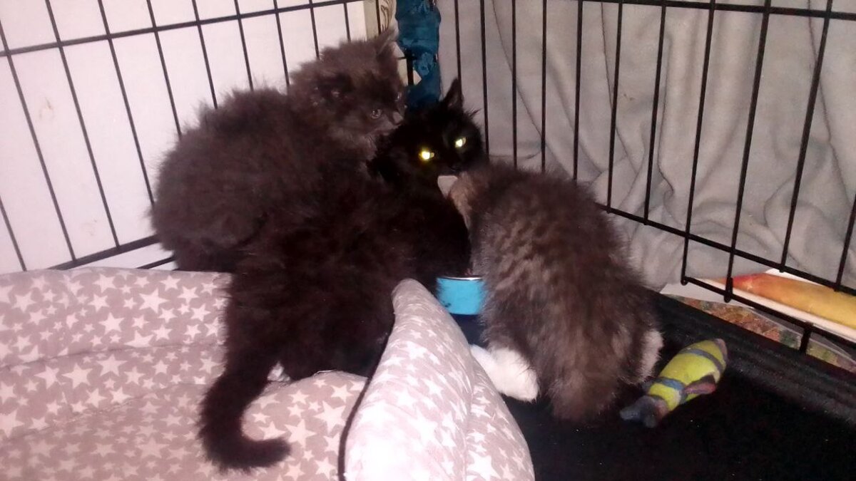 Наглые дети съедают мамин ужин