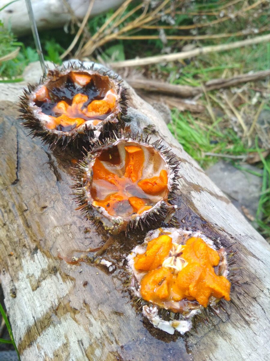 Автор фото Компанец Д.А.