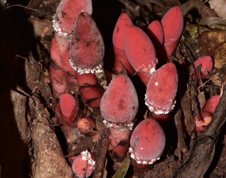    Растение-паразит баланофора / © Ze Wei