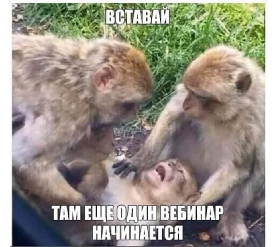 Вставай, там еще один вебинар начинается