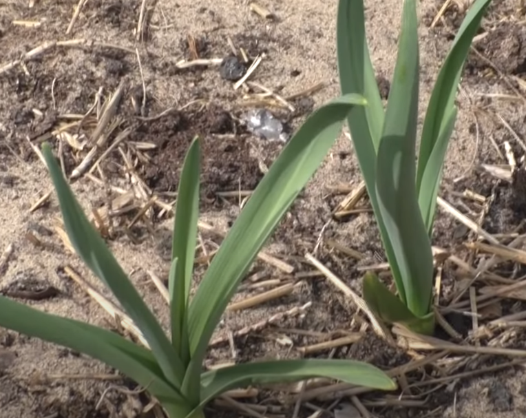 Примерный рост чеснока для первой подкормки