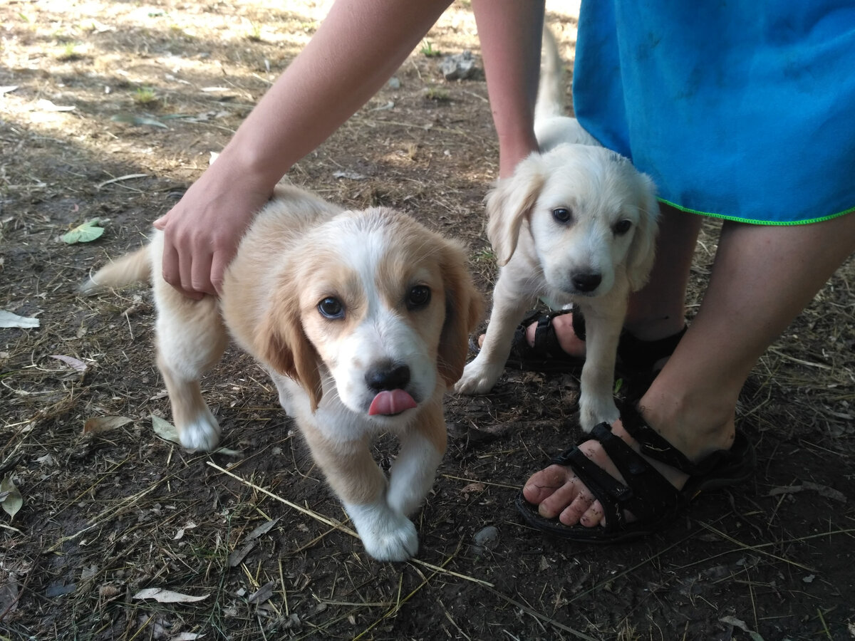 Назойливые, но милые щенки