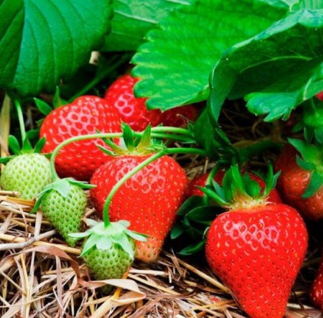 Яндекс. Картинки