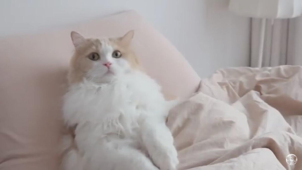 Разбудили прямо рано утром 🤒🤒