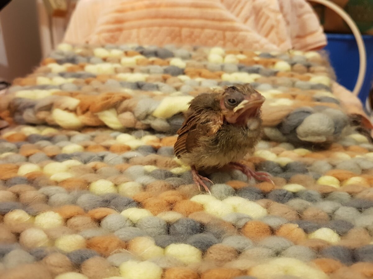 Этот птенчик отправил нас в приключение на ранчо