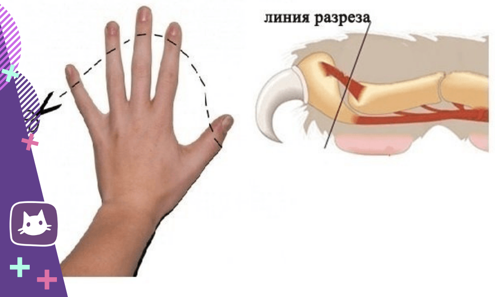 😿Жёсткая операция под названием «мягкие лапки» для кошек: что это ...