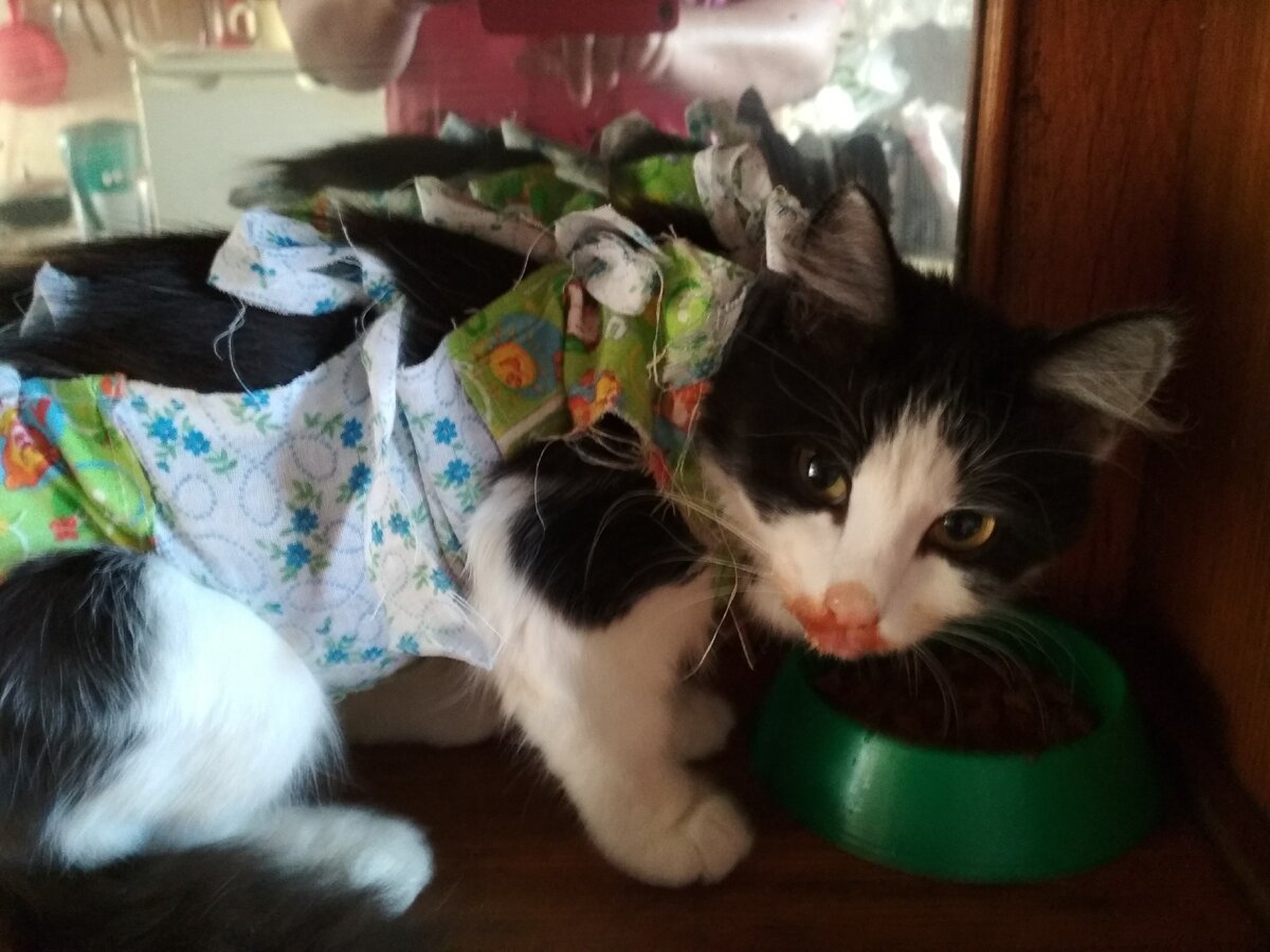 Это не Масяня. Но попонка похожая.