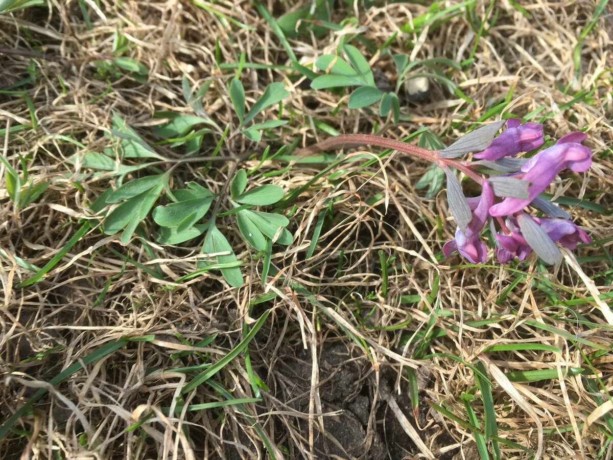 Хохлатка Purple Beauty