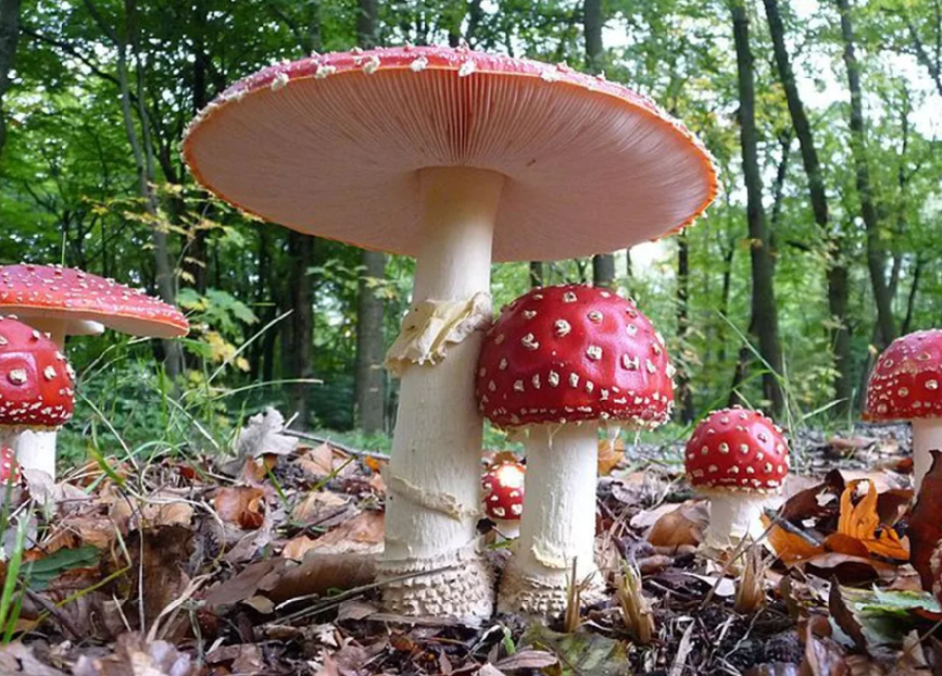 Красные мухоморы. Красавцы )) 