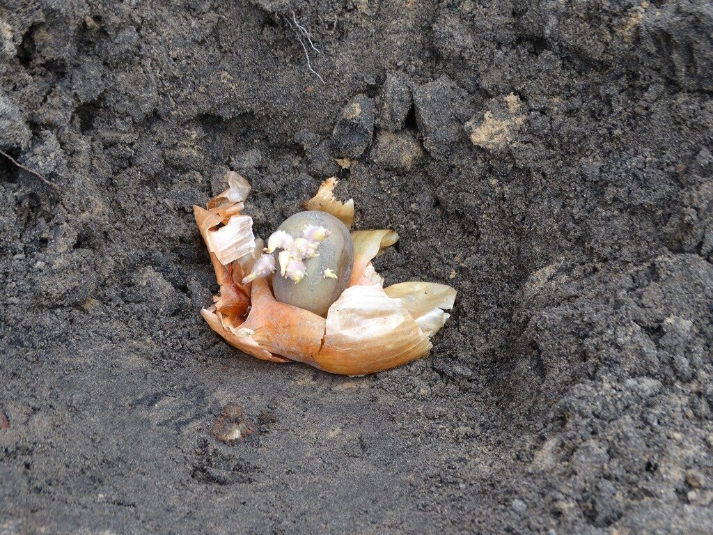 Луковая шелуха нам в помощь