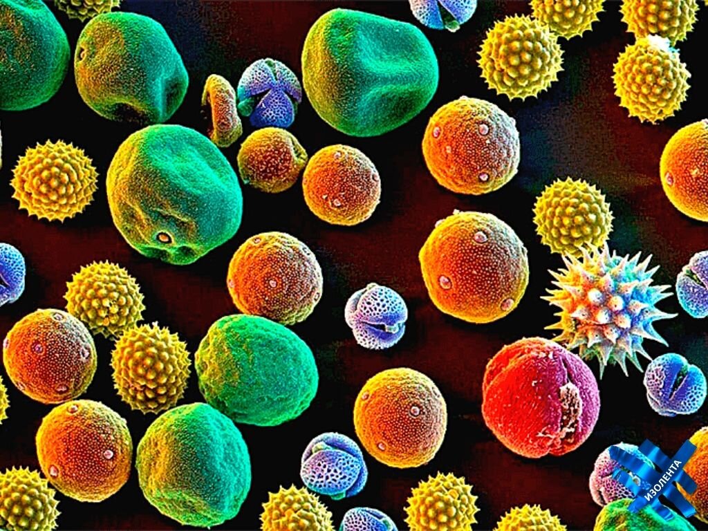 Возбудители аллергии - разнообразные частицы пыльцы