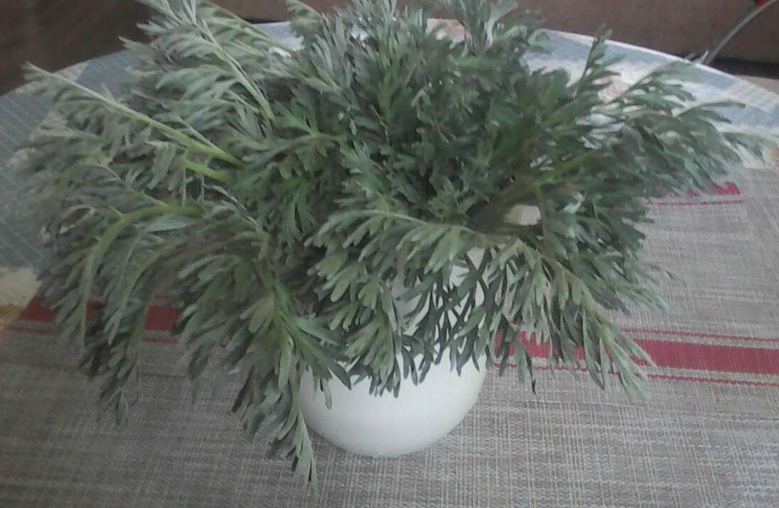 букет ароматной полыни с моего участка