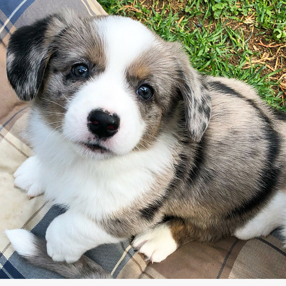 Щенок Вельш-корги