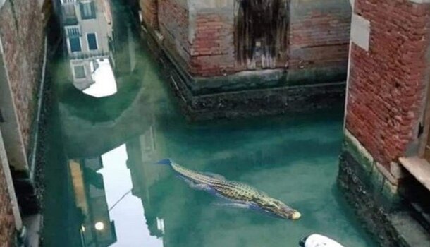 Незванный гость