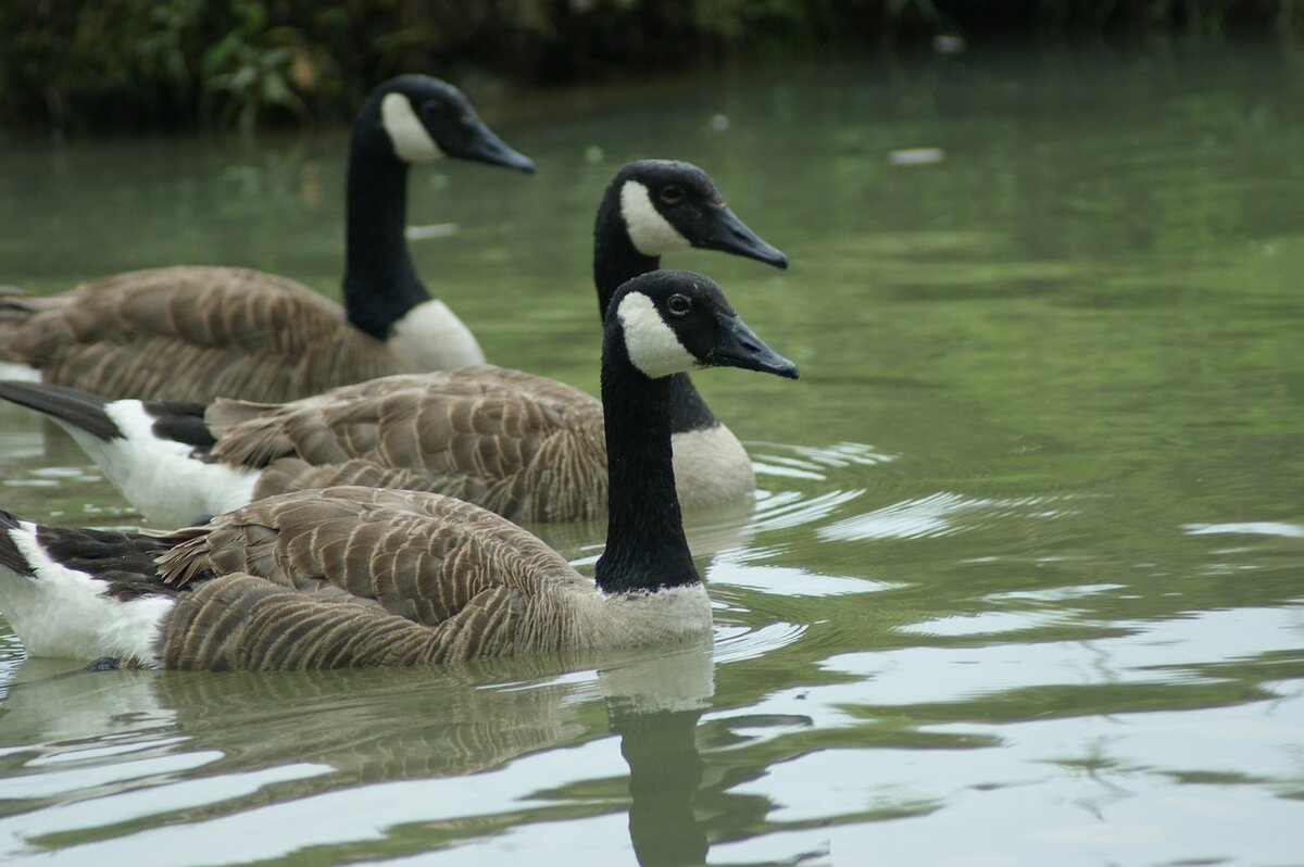 https://cdn.pixabay.com/photo/2018/06/01/15/03/geese-3446540_1280.jpg