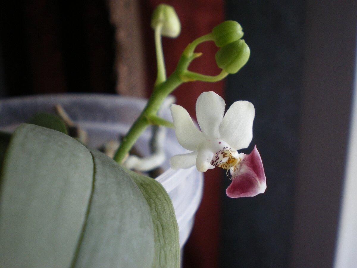 Цветение 2017 года