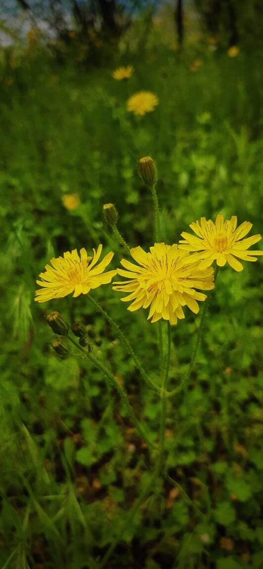 #полевые цветы 