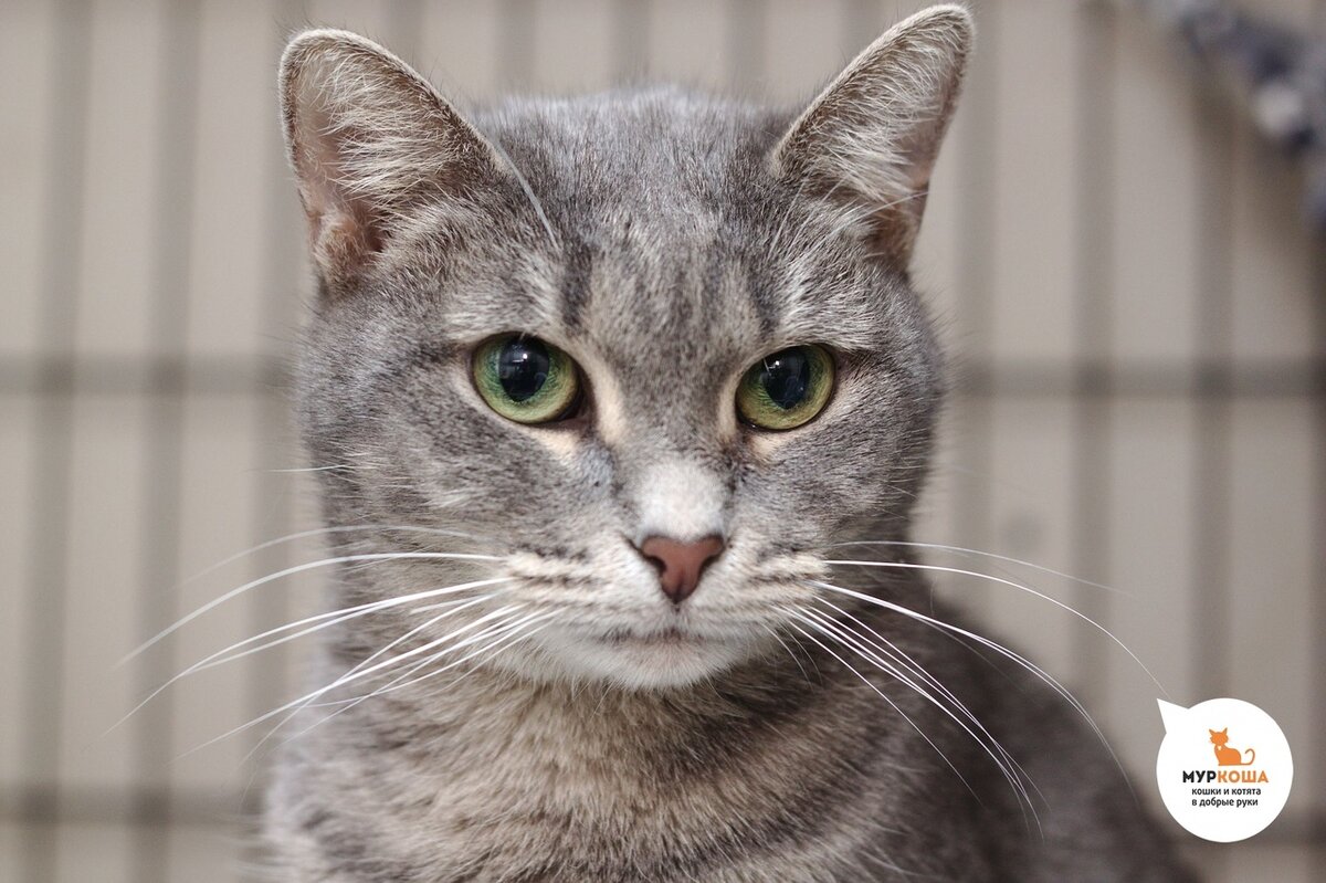 Нежная расцветка девочки под стать ее трепетному характеру. 