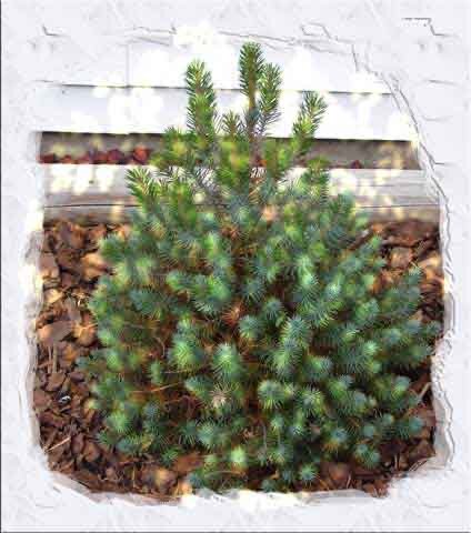 Итальянская сосна Пиния