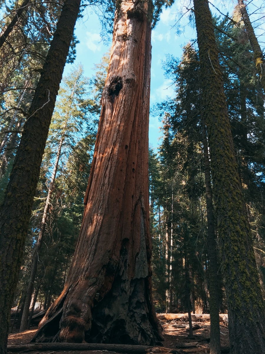 Настоящие гиганты