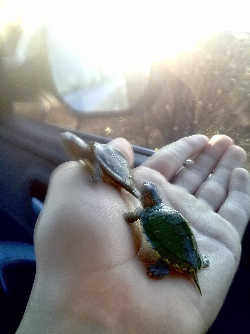 Фото сделано мной во время возвращения из Анапы