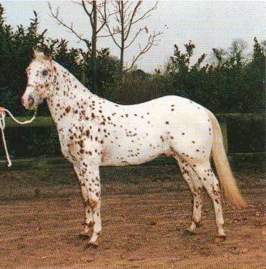 Неаполитанская лошадь.