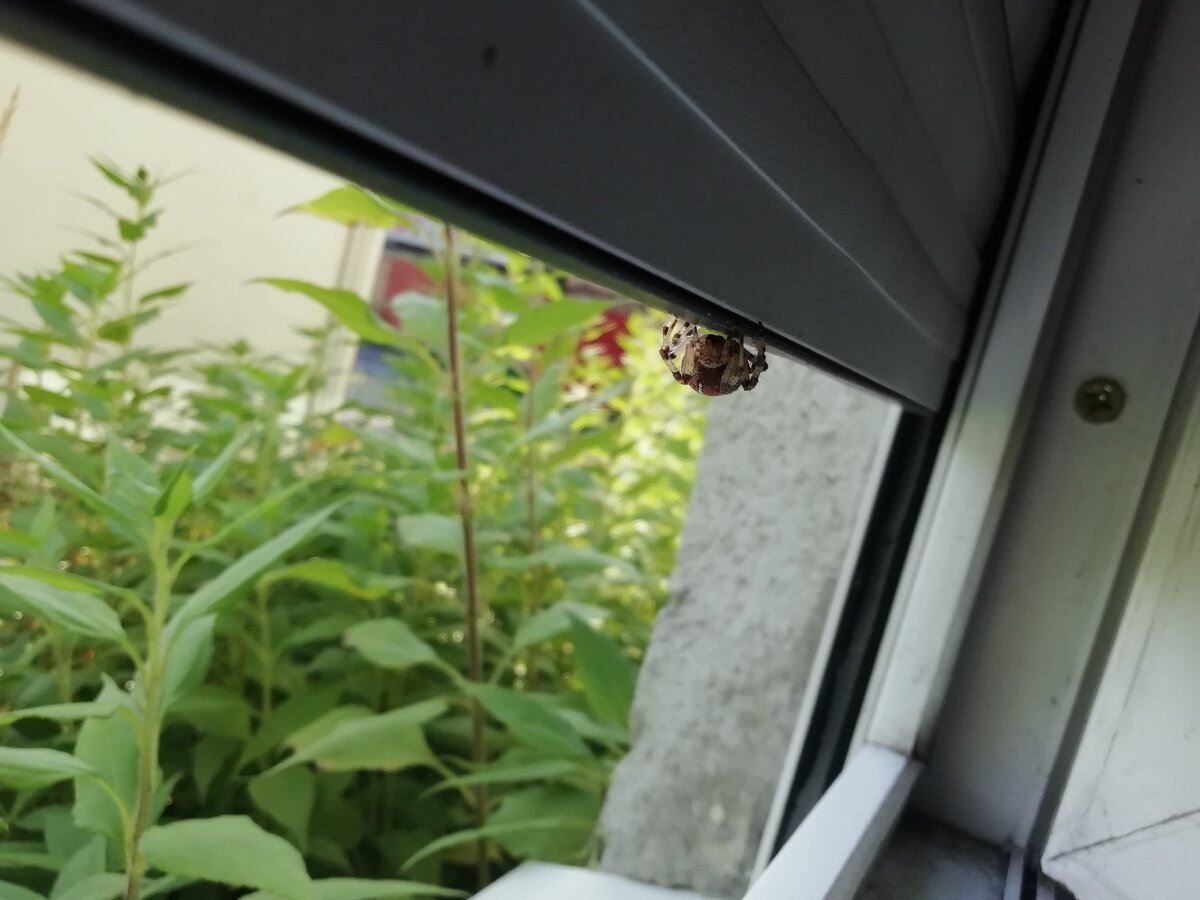 Однажды находясь на своем рабочем месте, я обнаружил, что ко мне в окно залез паук, без всякого страха я взял его на руки и начал осматривать. Далее не проявляя ко мне никакой агрессии паук просто медленно ползал по руке. После чего я выпустил его на улицу. В дальнейшем я узнал, что это паук крестоносец, яд, которых токсичен для позвоночных и беспозвоночных животных. Обычно данный вид пауков поселяется в кронах деревьев, между ветвями устраивает ловчие сети, а из листьев делает себе убежище. Типичные для него колесовидные тенёта сразу обращают на себя внимание при посещении леса, сада или запущенной рощи. Иногда паутинную сеть можно обнаружить среди кустарниковых зарослей или под карнизами и в переплётах оконных рам заброшенных строений.