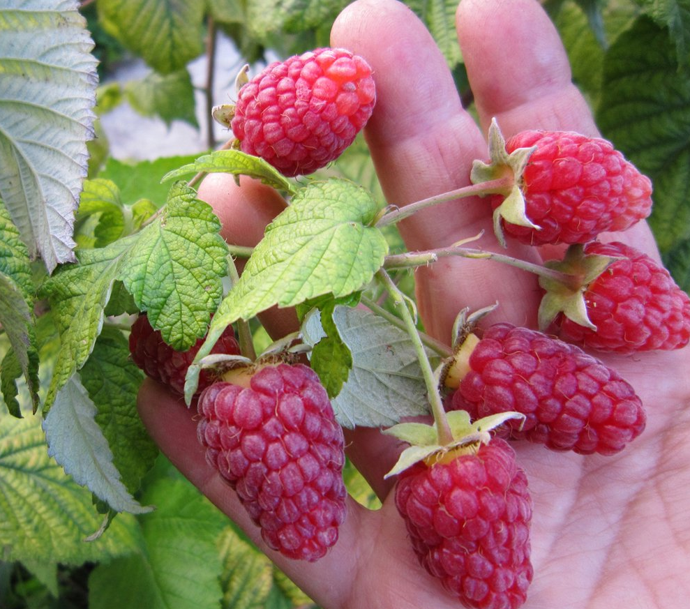 Малина Брянское диво