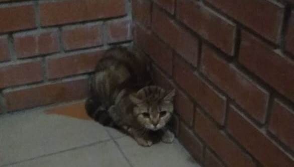 Только посмотрите в эти грустные глаза, вот как можно было пройти мимо этого ребенка?