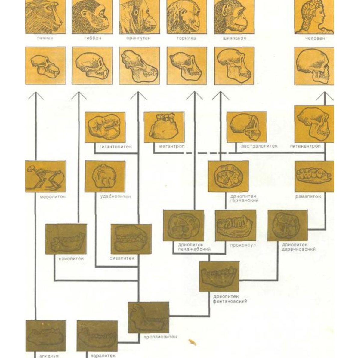 Схема эволюции человека и обезьян.