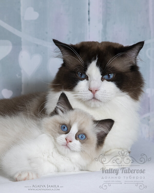 Кот  рэгдолл Ясь -   Jan My Buttrfly - со своим сыночком