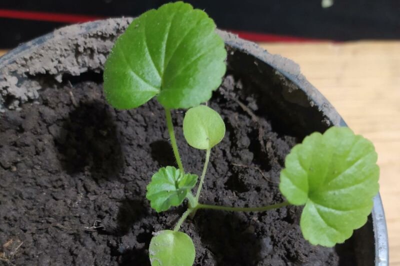 Как вырастить пеларгонию из семян: два простых способа