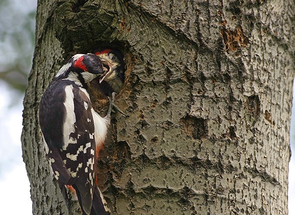 Родительские хлопоты
