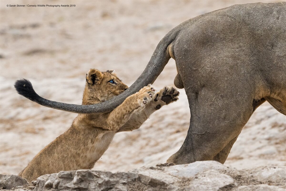Фото: Сара Скиннер / Comedy Wildlife Photo Awards 2019 