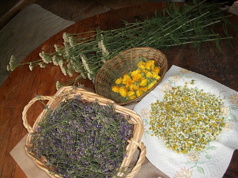 Лечение травами - национальная русская традиция, сохраняющаяся до сих пор.