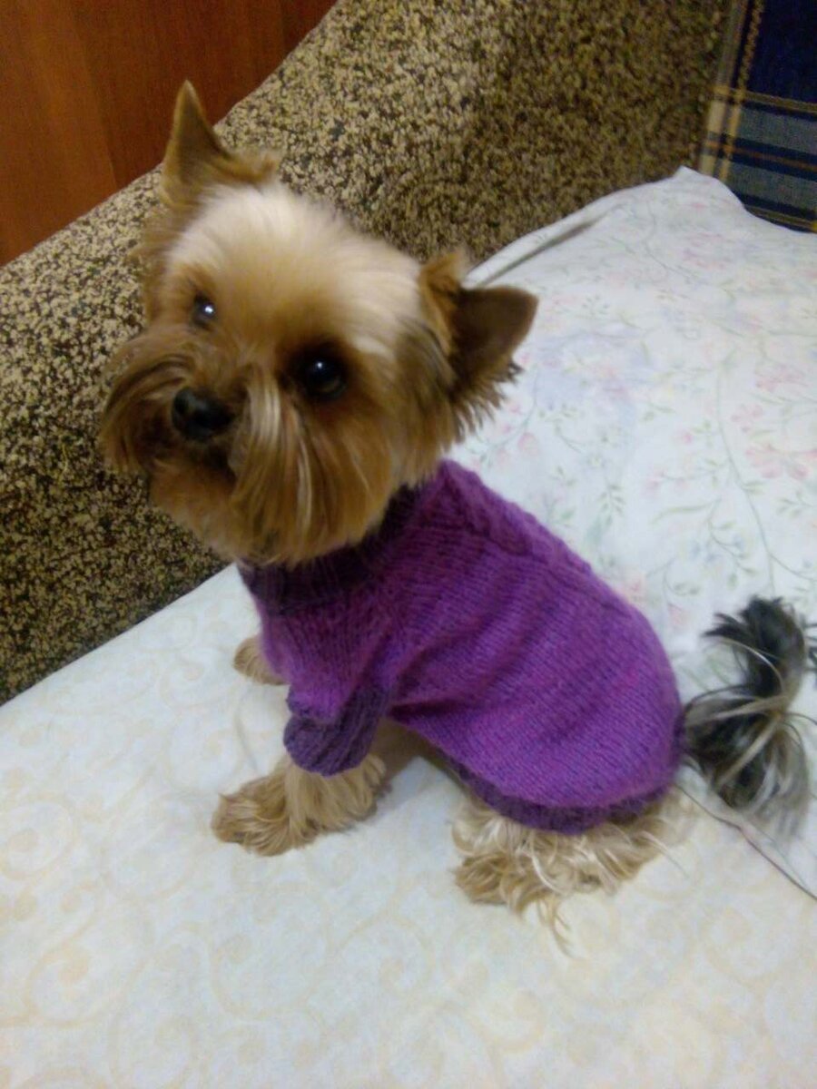 Вот первая попонка.  Видно что тянет у лапок. 