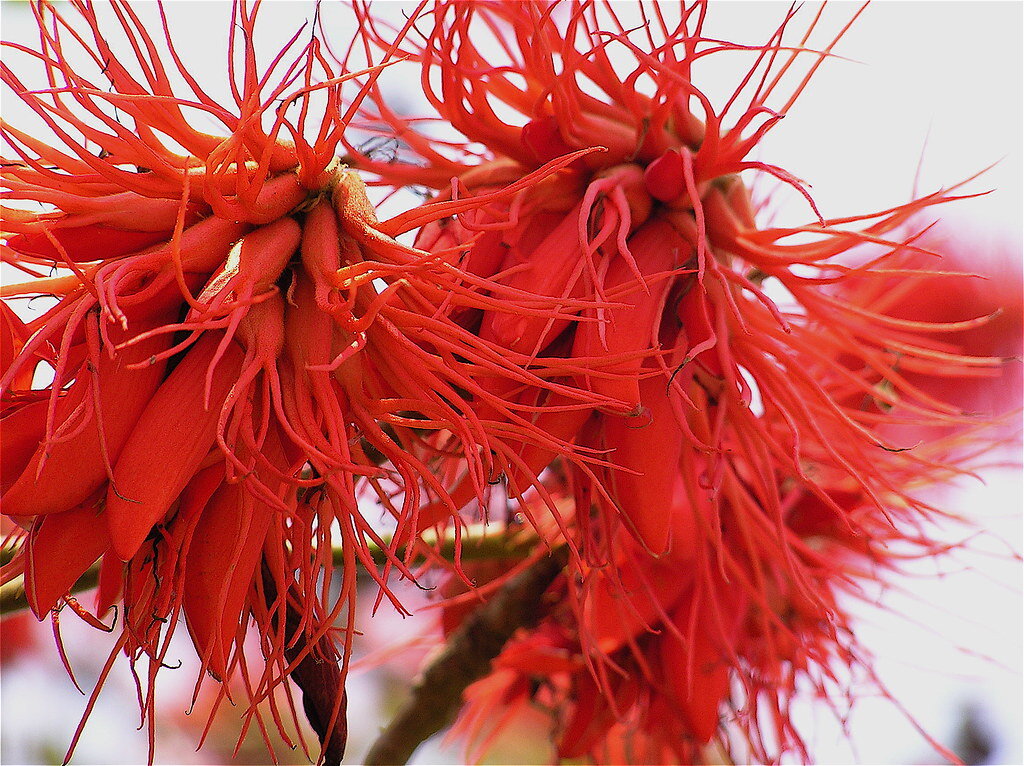 Виды кораллового дерева: