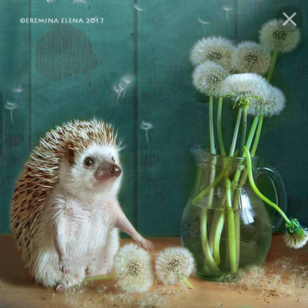 Фото Елена Еремина источник Яндекс картинки 