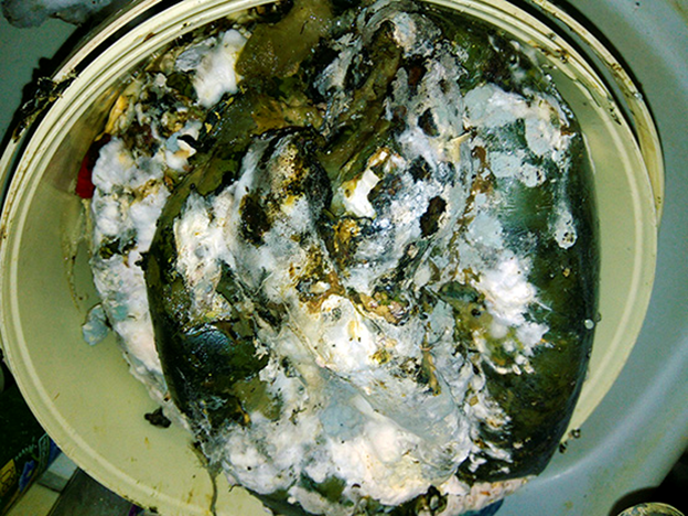 Фото автора. Я бы на месте Дзена сочла это шокирующим контентом.