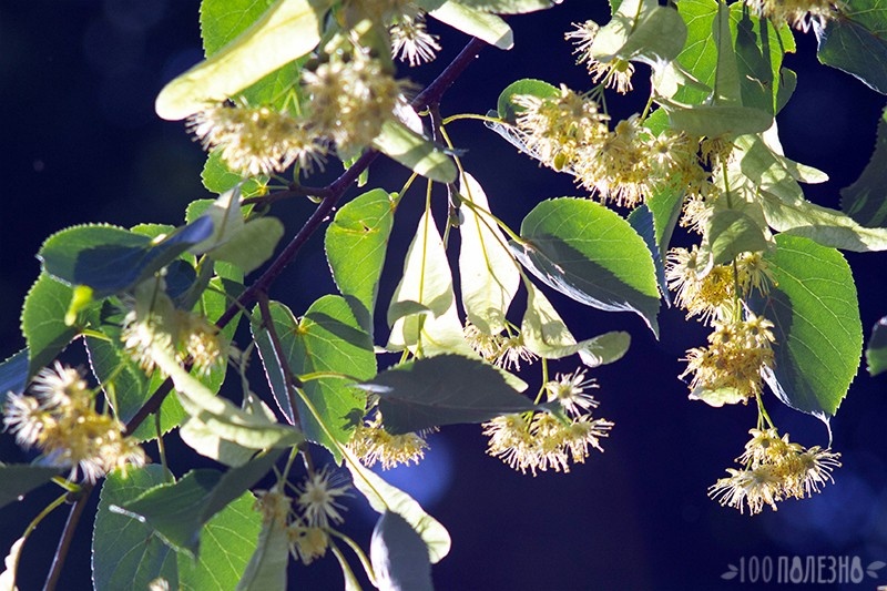 Липовый цвет: фото