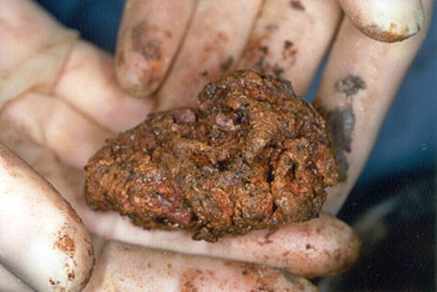 Мозг Хеслингтон после того, как он был выкопан во время раскопок.