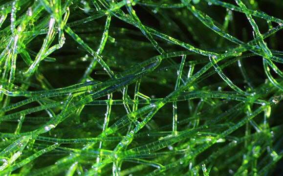 Спирулина (Spirulina) — микроводоросль.