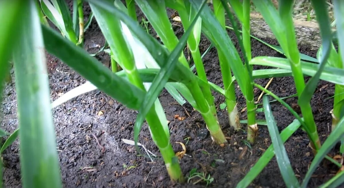 Чеснок растет как на дрожжах