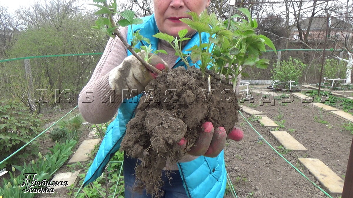  Важность полива малины 