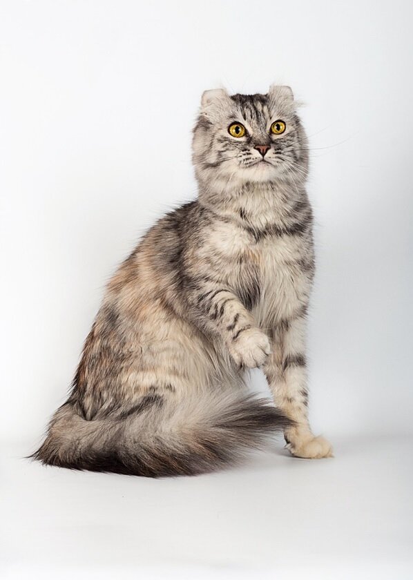 Фото американского керла