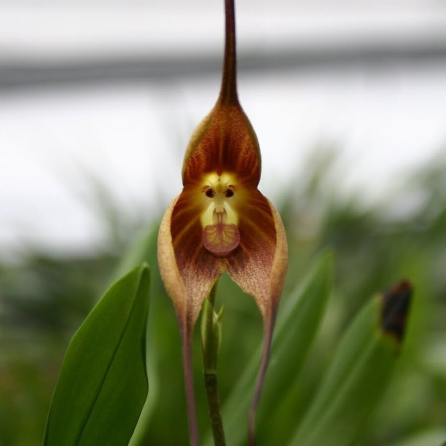 Орхидея балерина Caladenia melanema