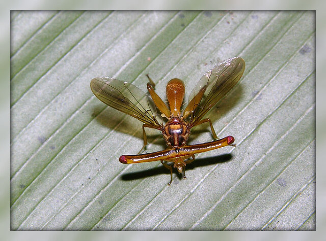 Муха из семейства Diopsidae. Источник: Яндекс картинки.