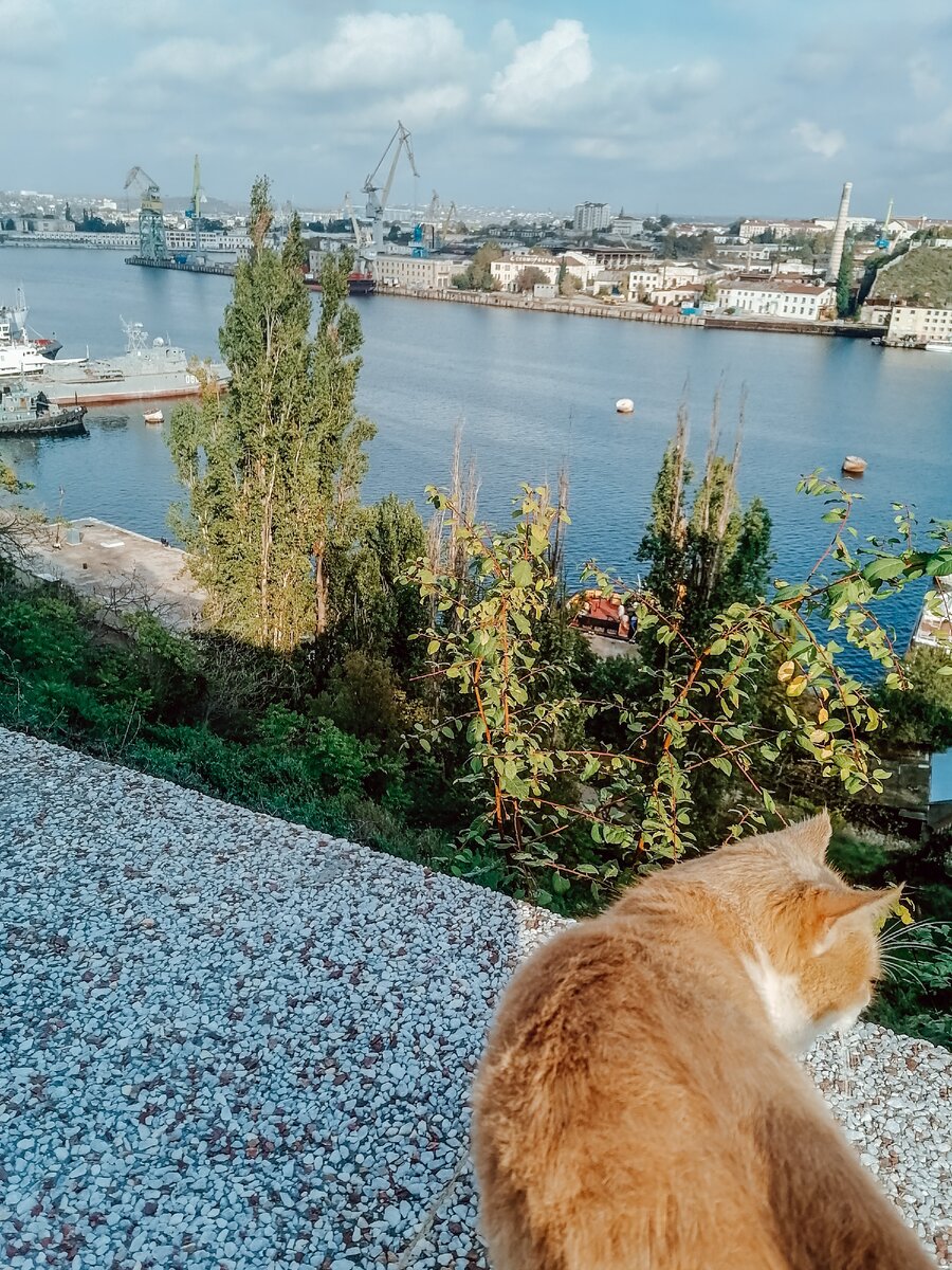 пушистая компания