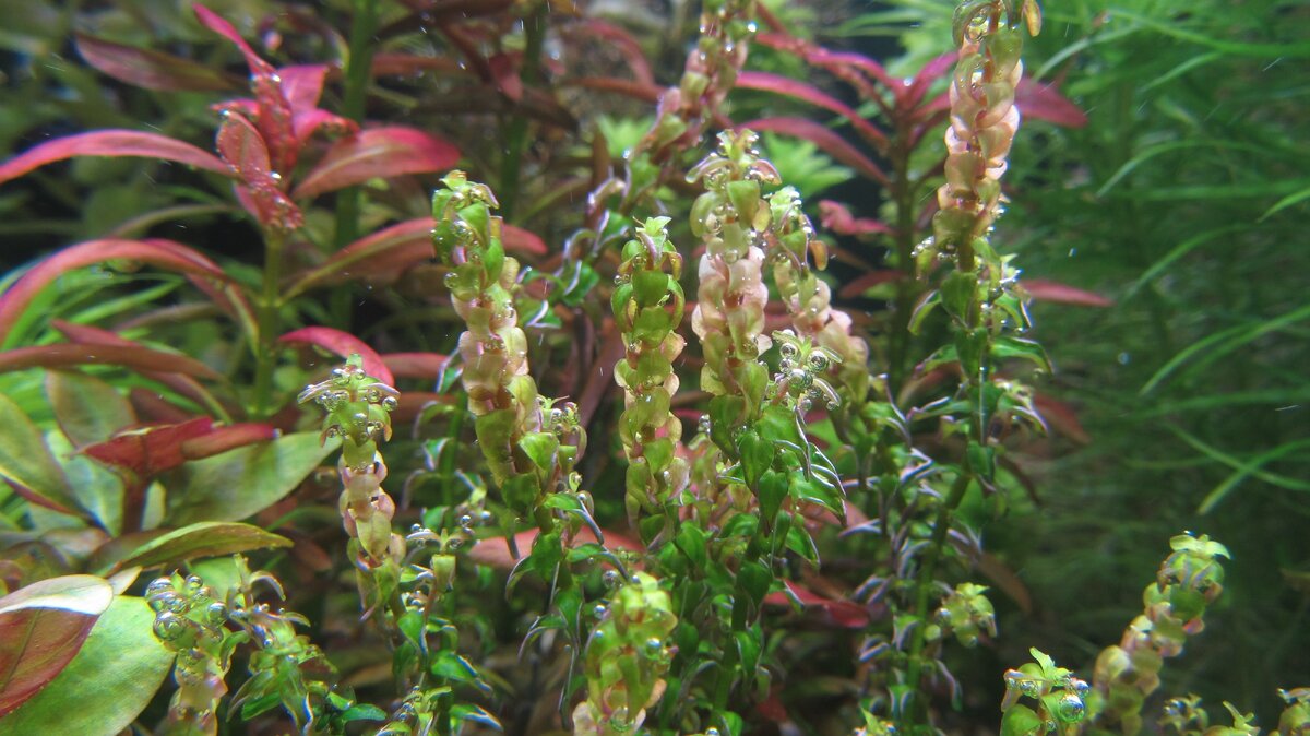 Rotala perls